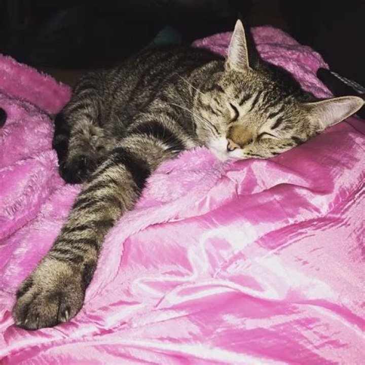 Scheana Shay Pets - Celebrity Pets