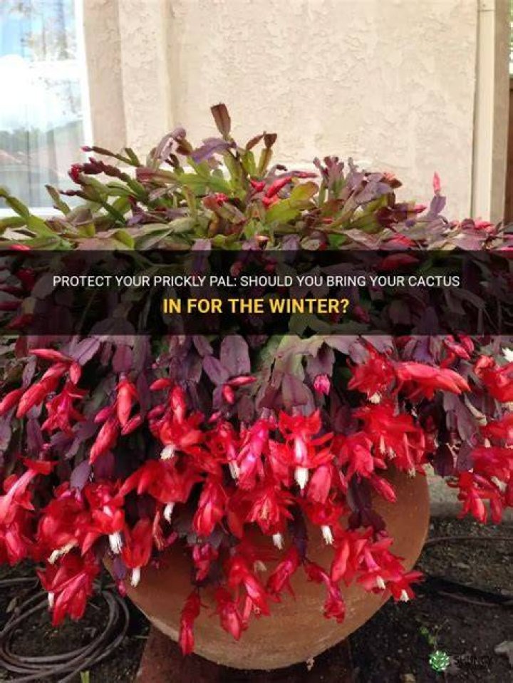 Should I bring my cactus in for the winter?