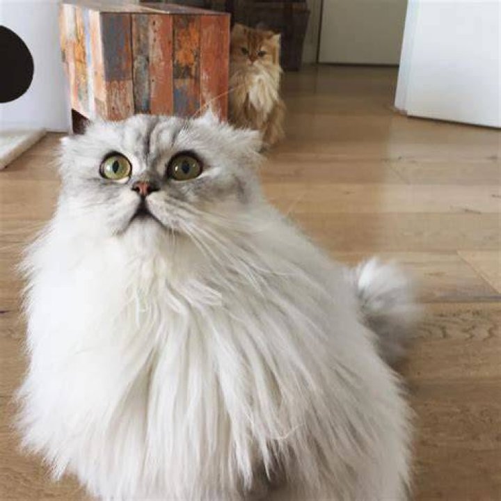 Smoothie the Cat - Age, Family, Bio