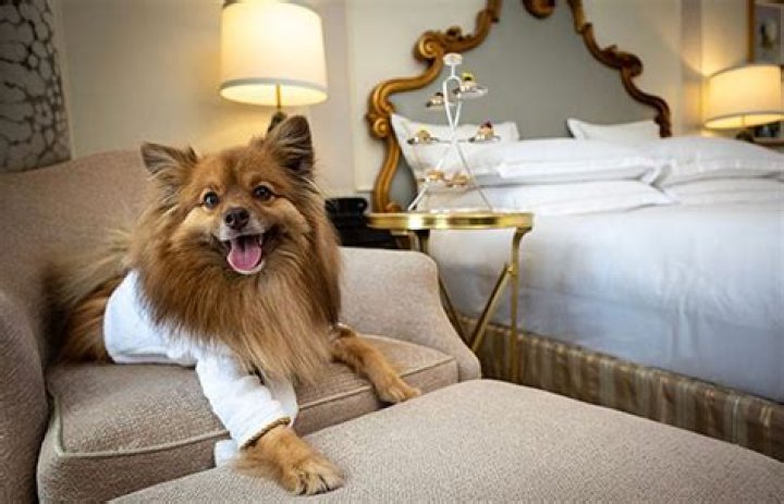 Top 10 Dog-Friendly Luxury Hotels in North America