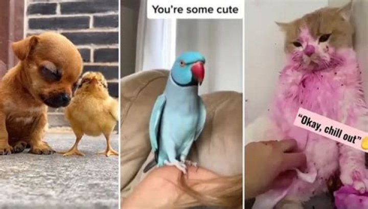 Top Celebrity Pets Social Media Posts in 2022