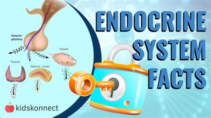What are 5 interesting facts about the endocrine system?
