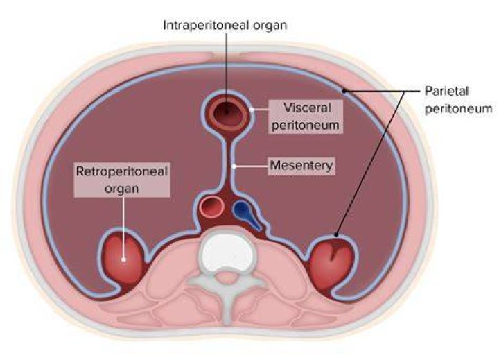 What are the peritoneal and retroperitoneal organs?