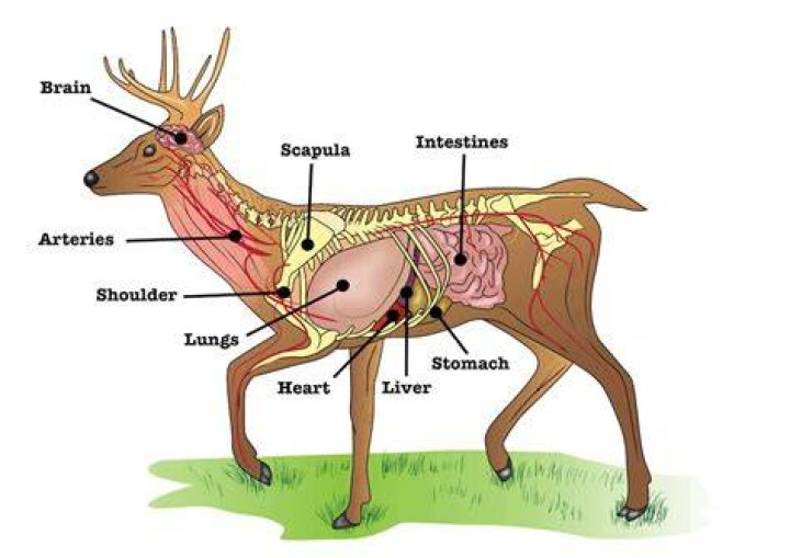 What deer organs can dogs eat?