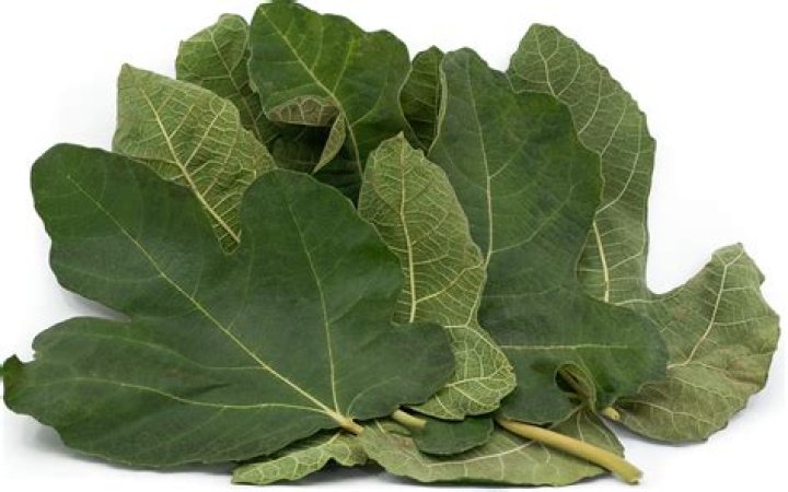 What do fig leaves look like?