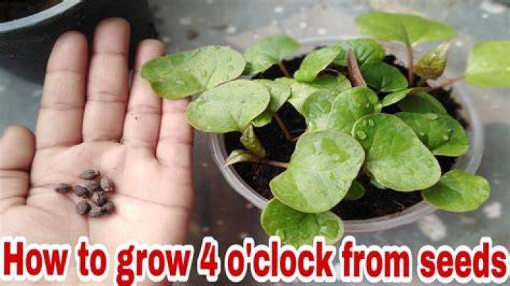 What do four o’clock seedlings look like?