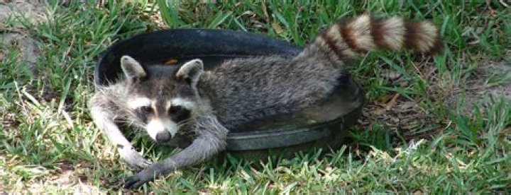 What do you do if you encounter a raccoon?