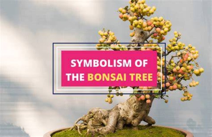 What does a bonsai plant symbolize?