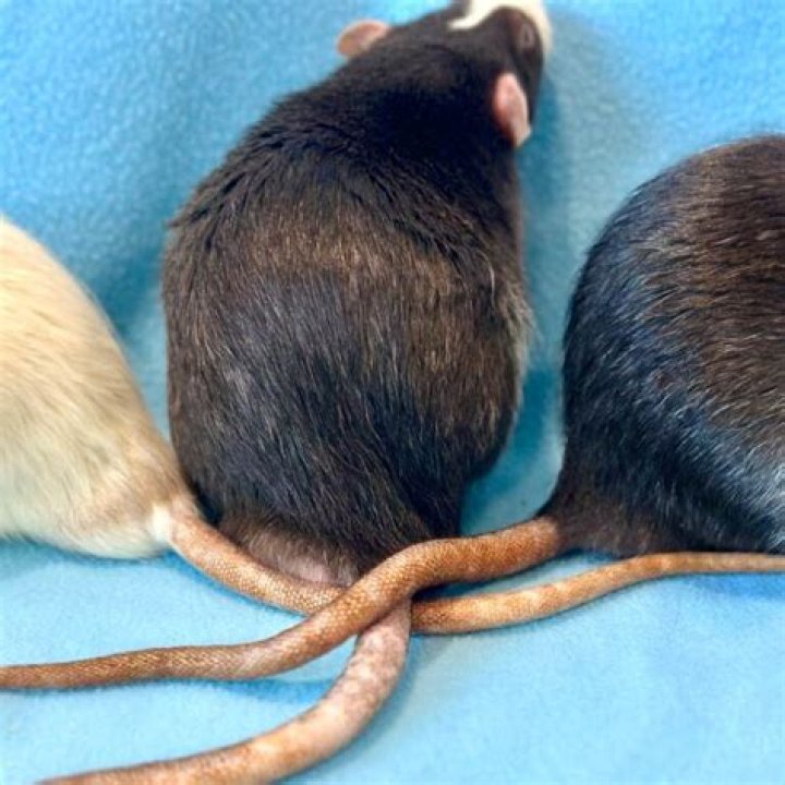 What does a rats tail look like?