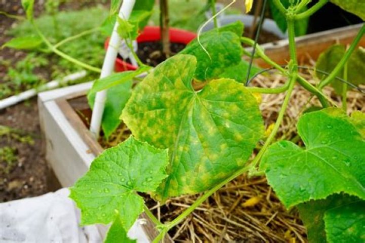 What does it mean when a cucumber turns yellow?