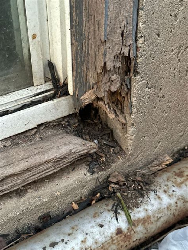 What does termite damage look like in drywall?