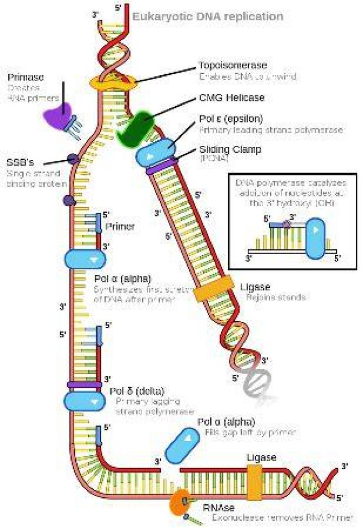 What enzyme unzips DNA during replication?