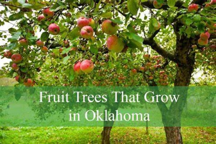 What fruit trees do well in Oklahoma?