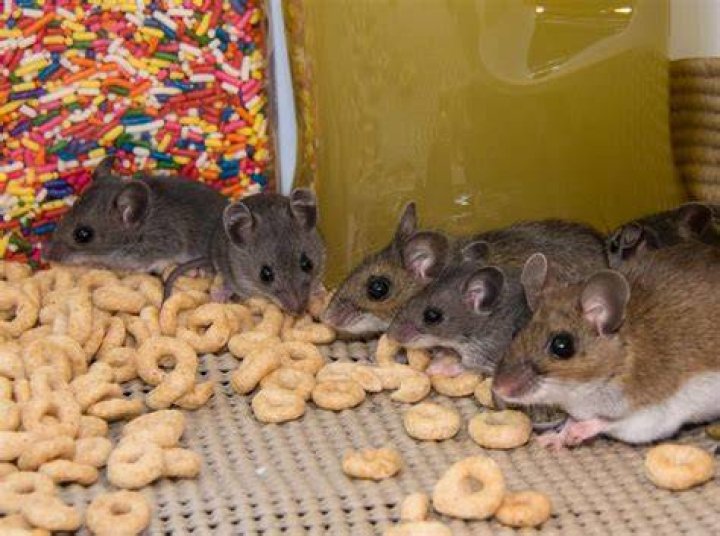 What happens when mice eat poison?