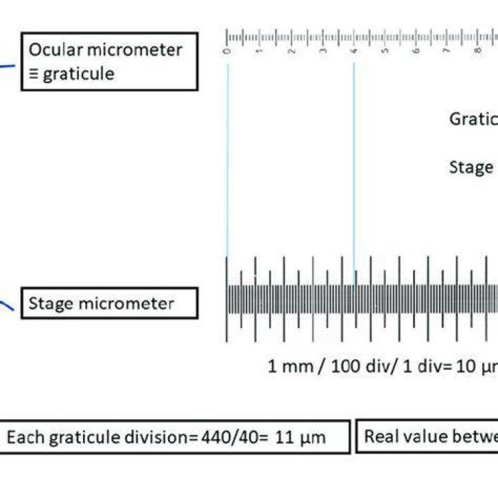 What is a difference between a stage micrometer and an ocular micrometer?