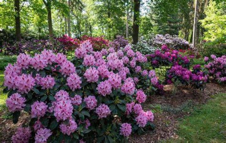 What is a good mulch for rhododendrons?