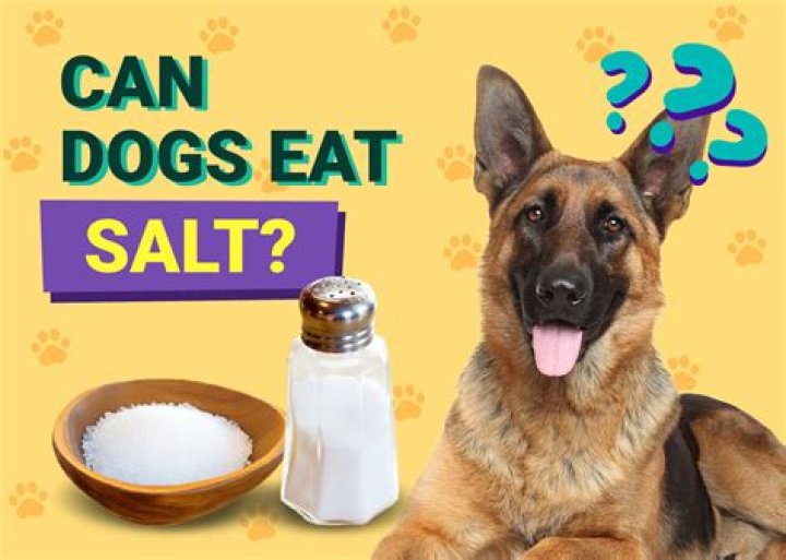 What is a salt dog?