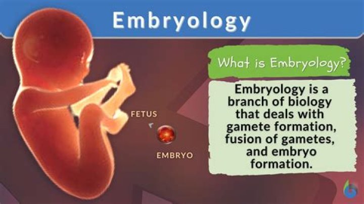 What is a Somite in embryology?