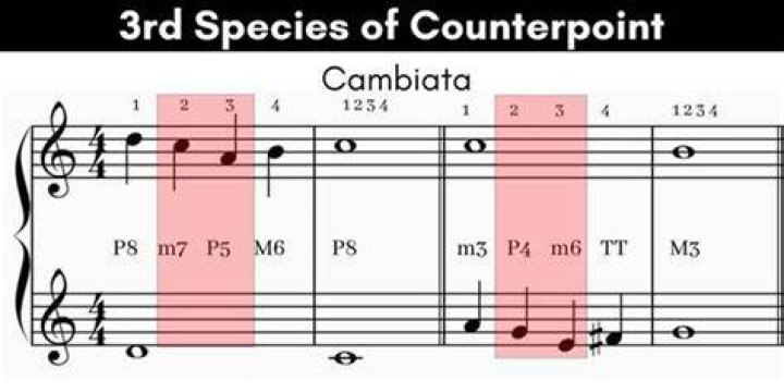 What is fifth species counterpoint?