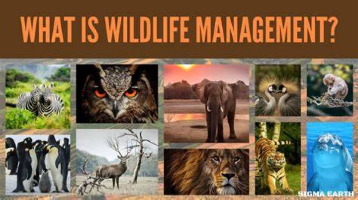 What is the goal of wildlife management?