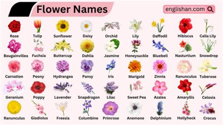 What is the name of S3Cl2?