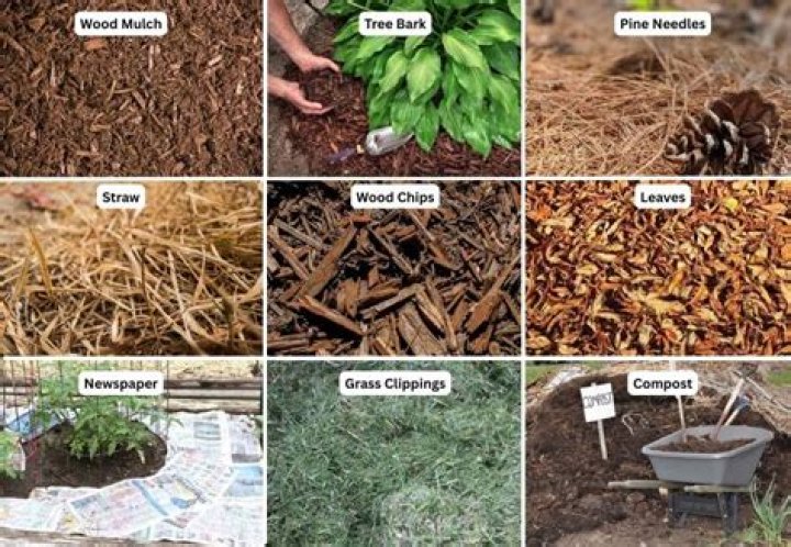 What kind of mulch repels ticks?