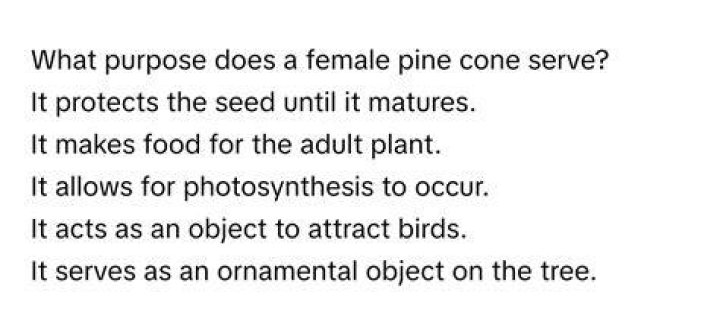 What purpose does a female pine cone serve?