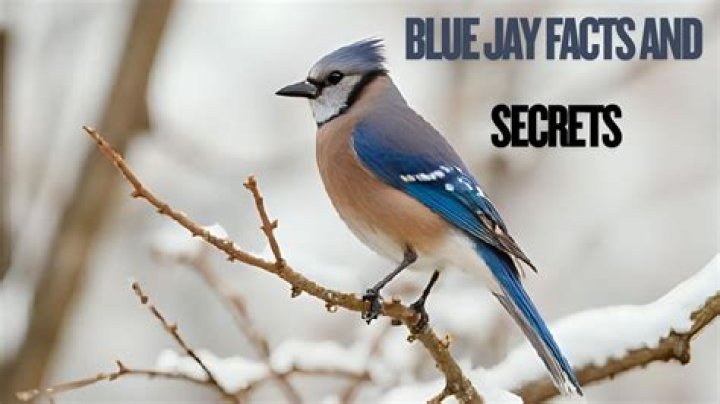 What type of bird seed do blue jays eat?