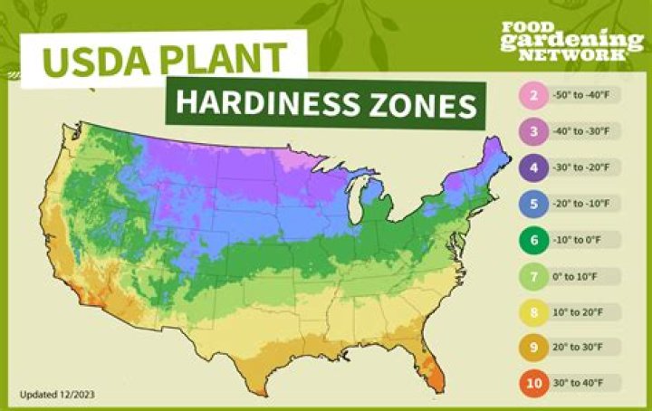 What zone can you grow ginger in?