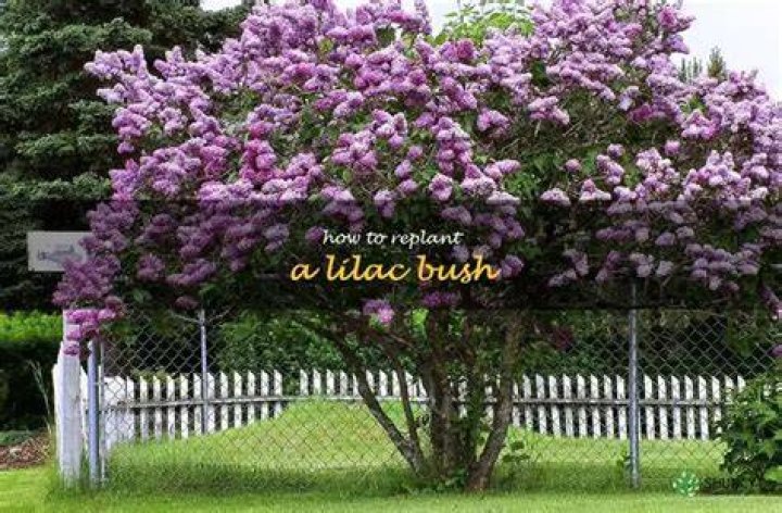 When can you transplant lilac bushes?