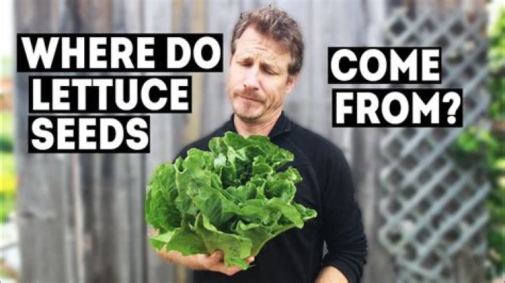 Where does Aldi lettuce come from?
