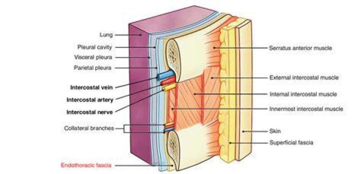 Where is the Endothoracic fascia?