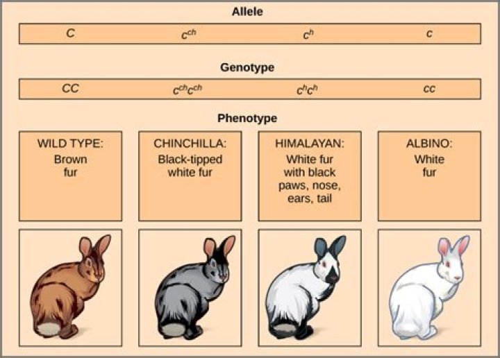 Which fur color has the greatest overall selective advantage?