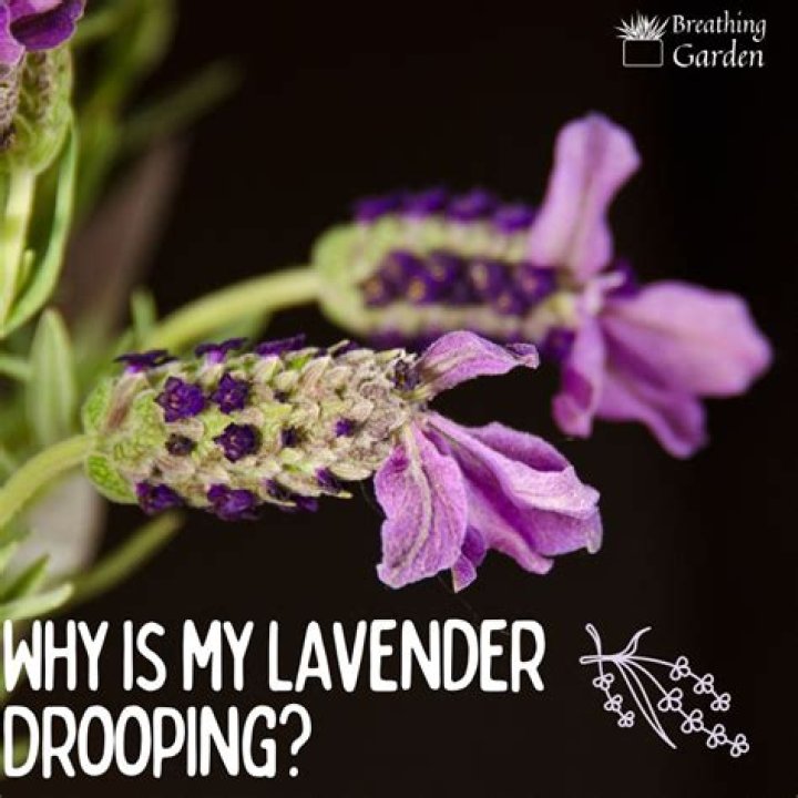 Why are my lavender flowers drooping?