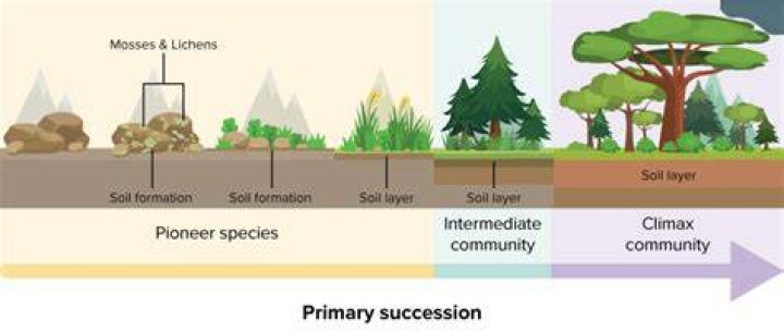 Why does primary succession take longer?