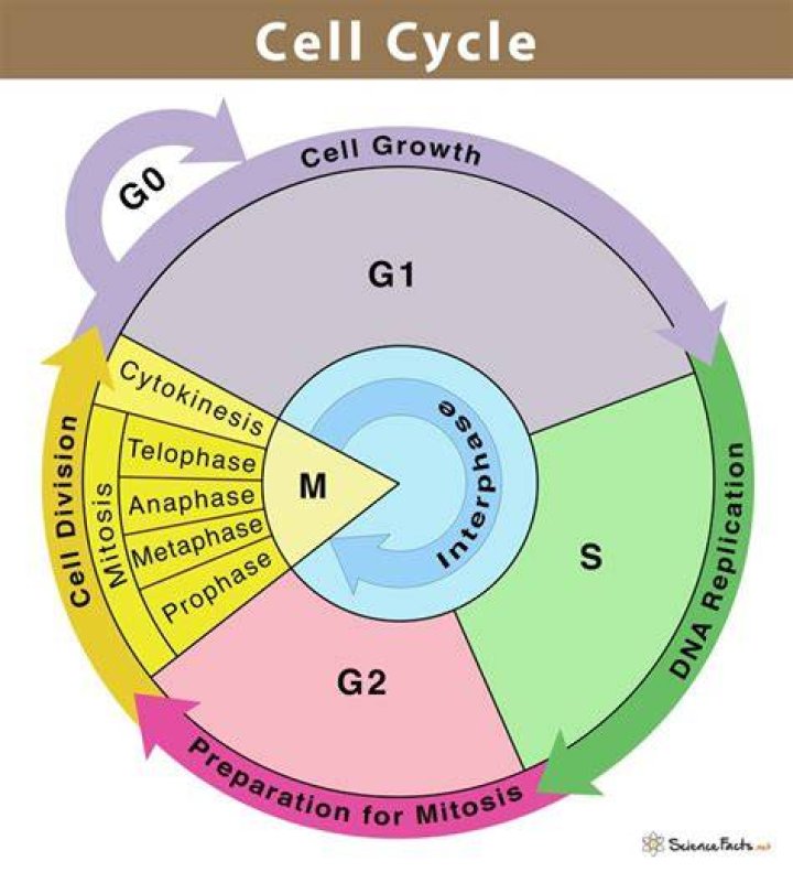 Why is Interphase the longest stage of the cell cycle?