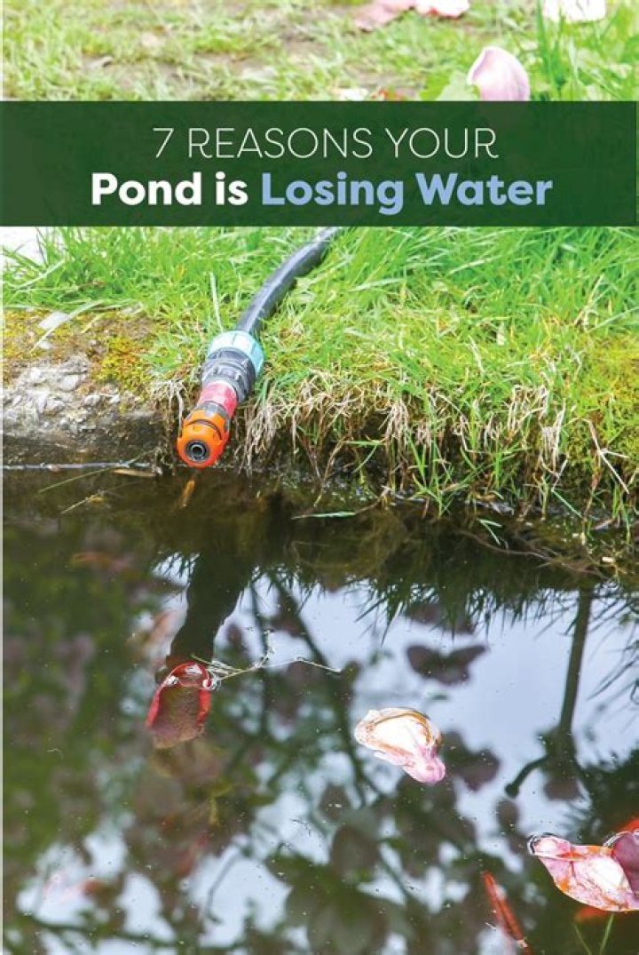 Why is my farm pond losing water?