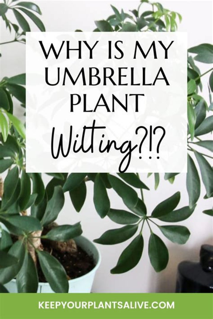 Why is my umbrella tree turning yellow?