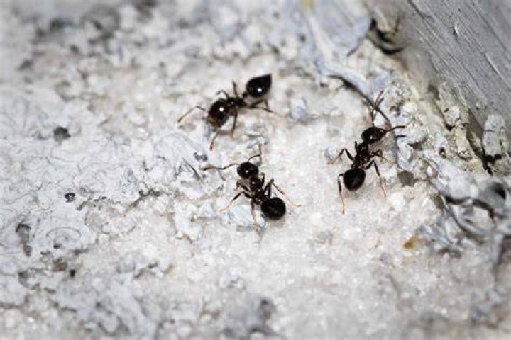 Will black pepper keep ants away?