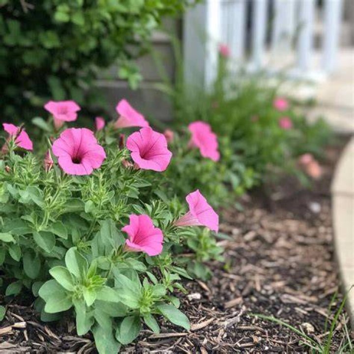 Will petunias reseed themselves?
