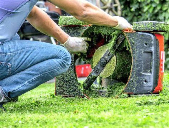 Will vinegar kill lawn moss?